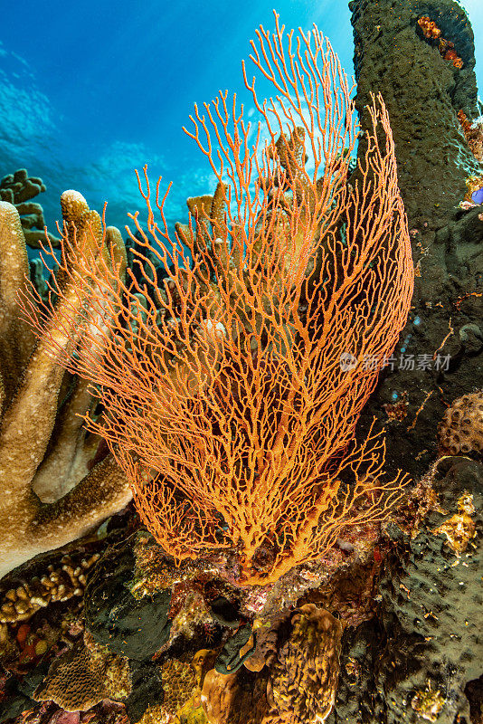 橙色美人，印尼班达内拉岛熔岩流附近的结扇珊瑚Melithaea ochracea